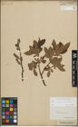 Foto von Salix lapponum L. x Salix silesiaca Willd.